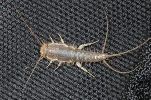 5 Fakta Menarik tentang Silverfish Berbadan Panjang: Si Penggerogoti Kertas yang Mungil
