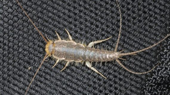 5 Fakta Menarik tentang Silverfish Berbadan Panjang: Si Penggerogoti Kertas yang Mungil